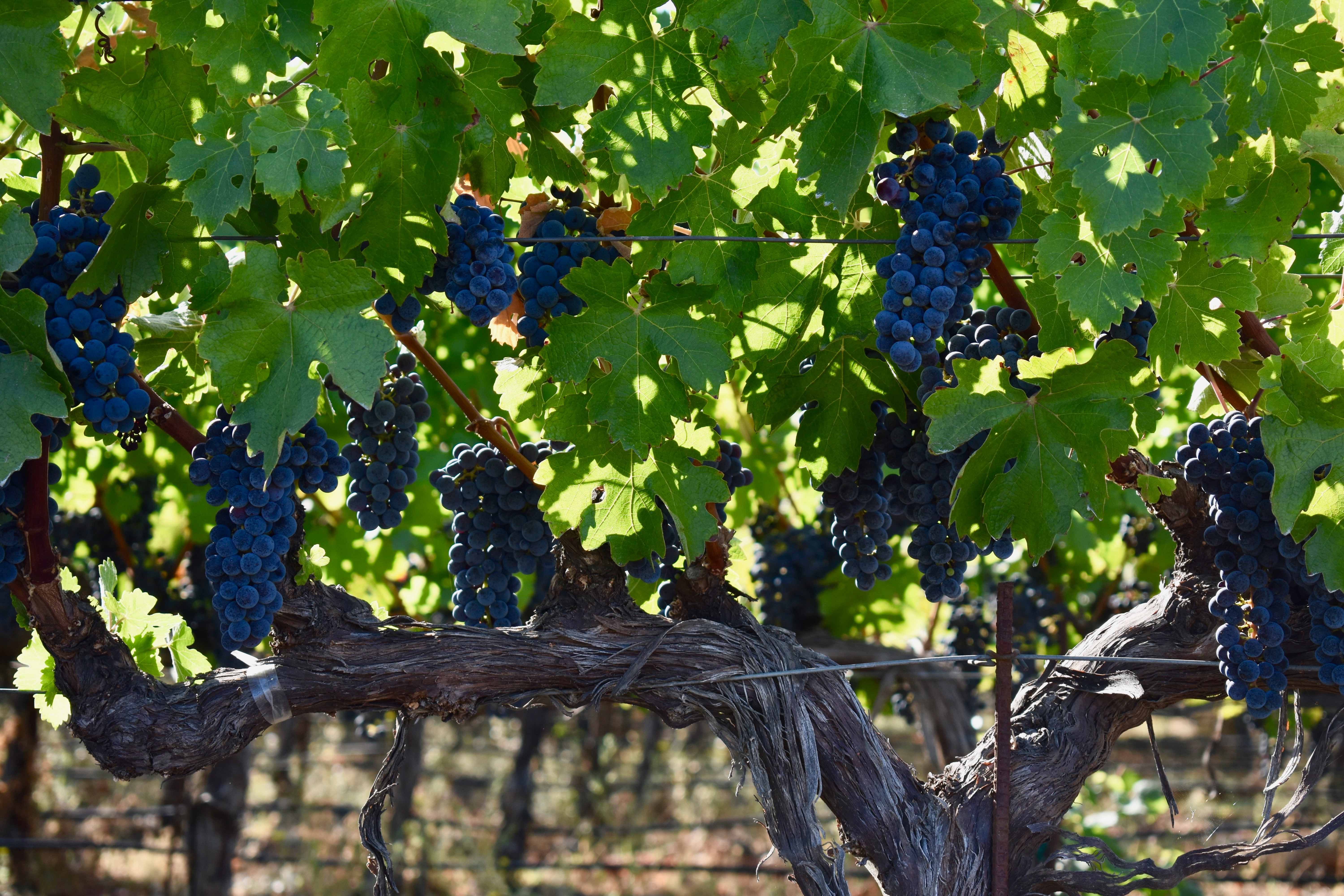 How Bordeaux is Adapting to Climate Change