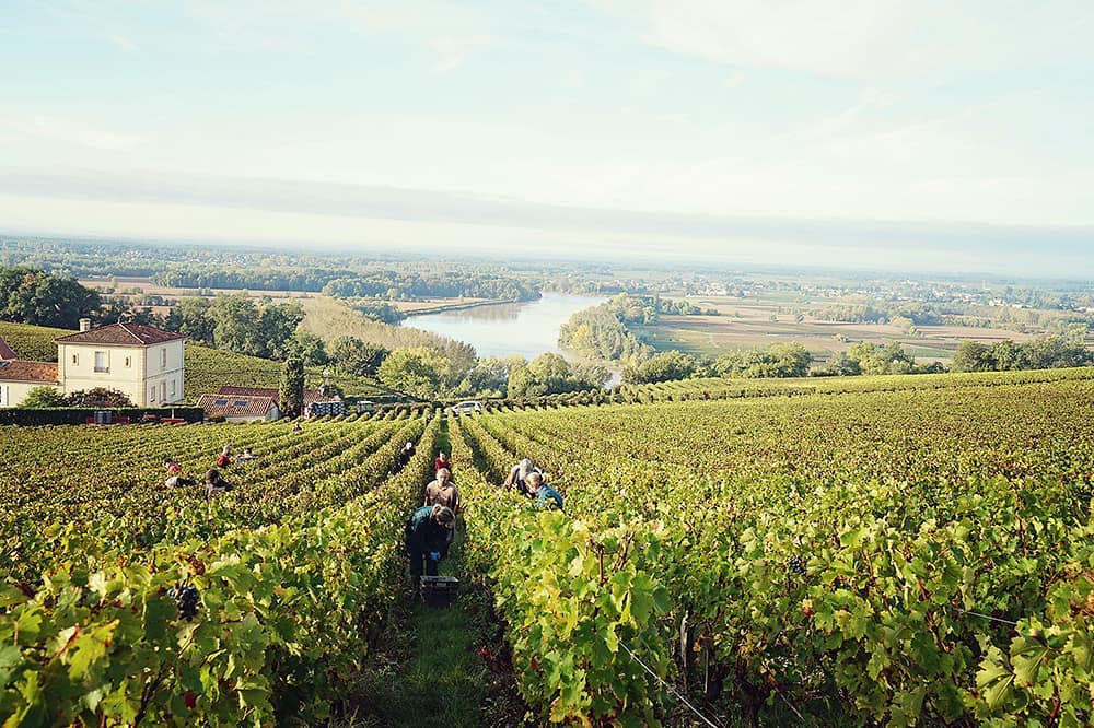 Wine picking in the vineyard