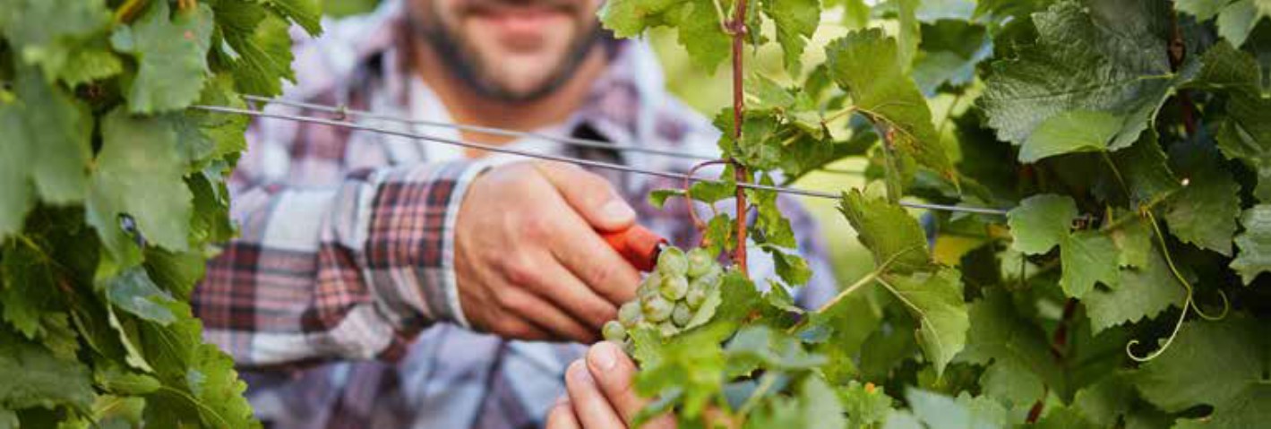 Nachhaltiger Weinbau in Bordeaux: Ambitionierte Ziele, messbare Erfolge