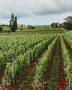 ethical bordeaux wines