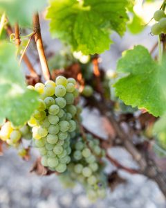 bordeaux wine grape