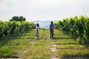 bordeaux wine vineyards