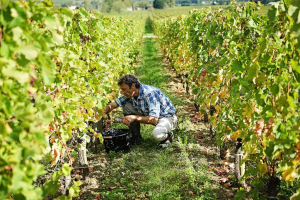 winemaker bordeaux