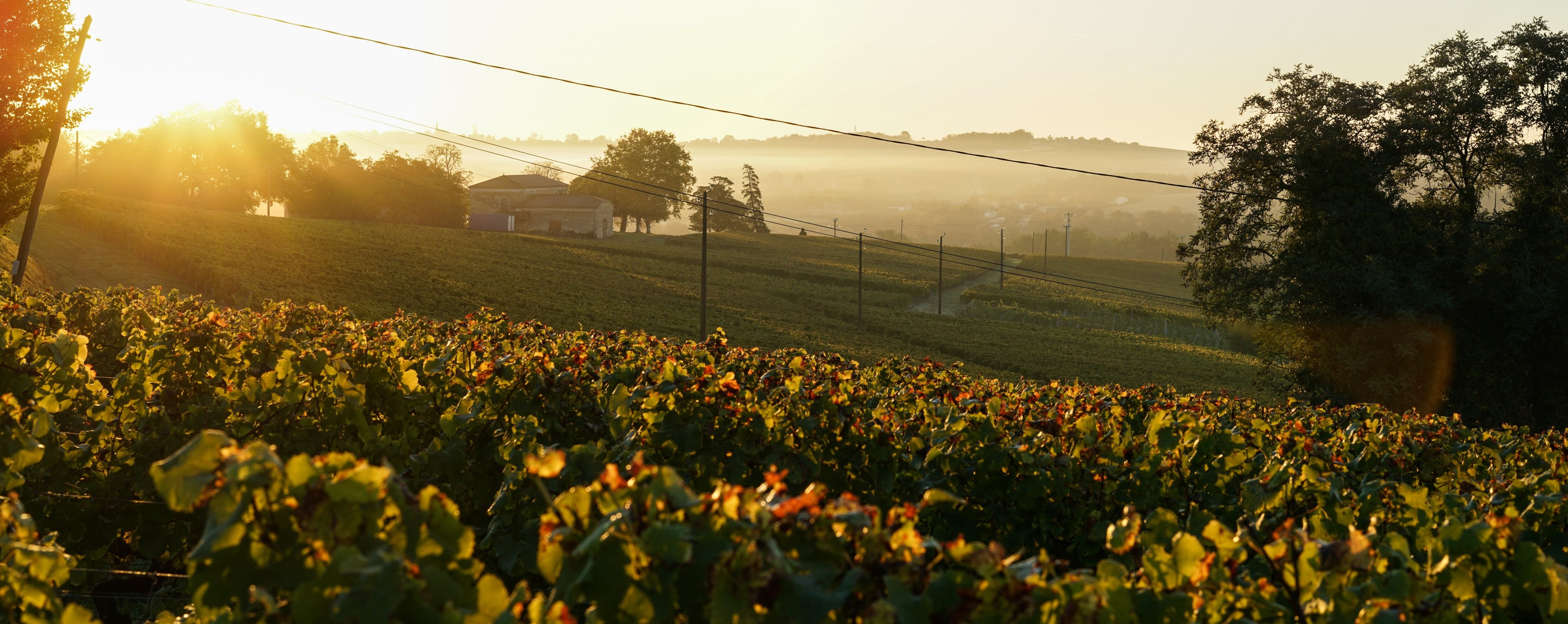 Get the latest figures from Bordeaux at our virtual trade briefing