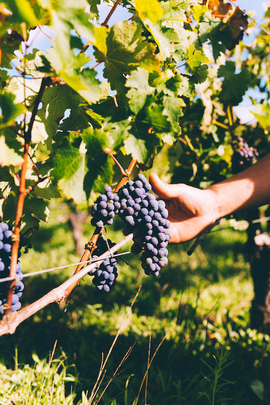 vines grapes sommelier bordeaux