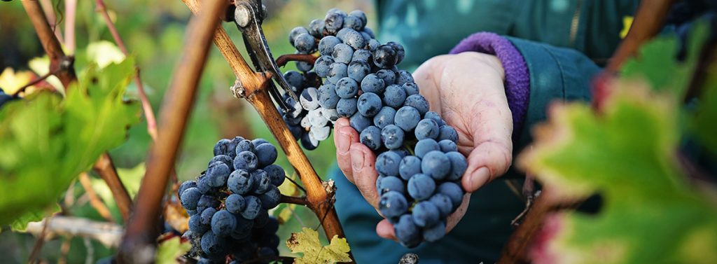 bordeaux harvest 2020