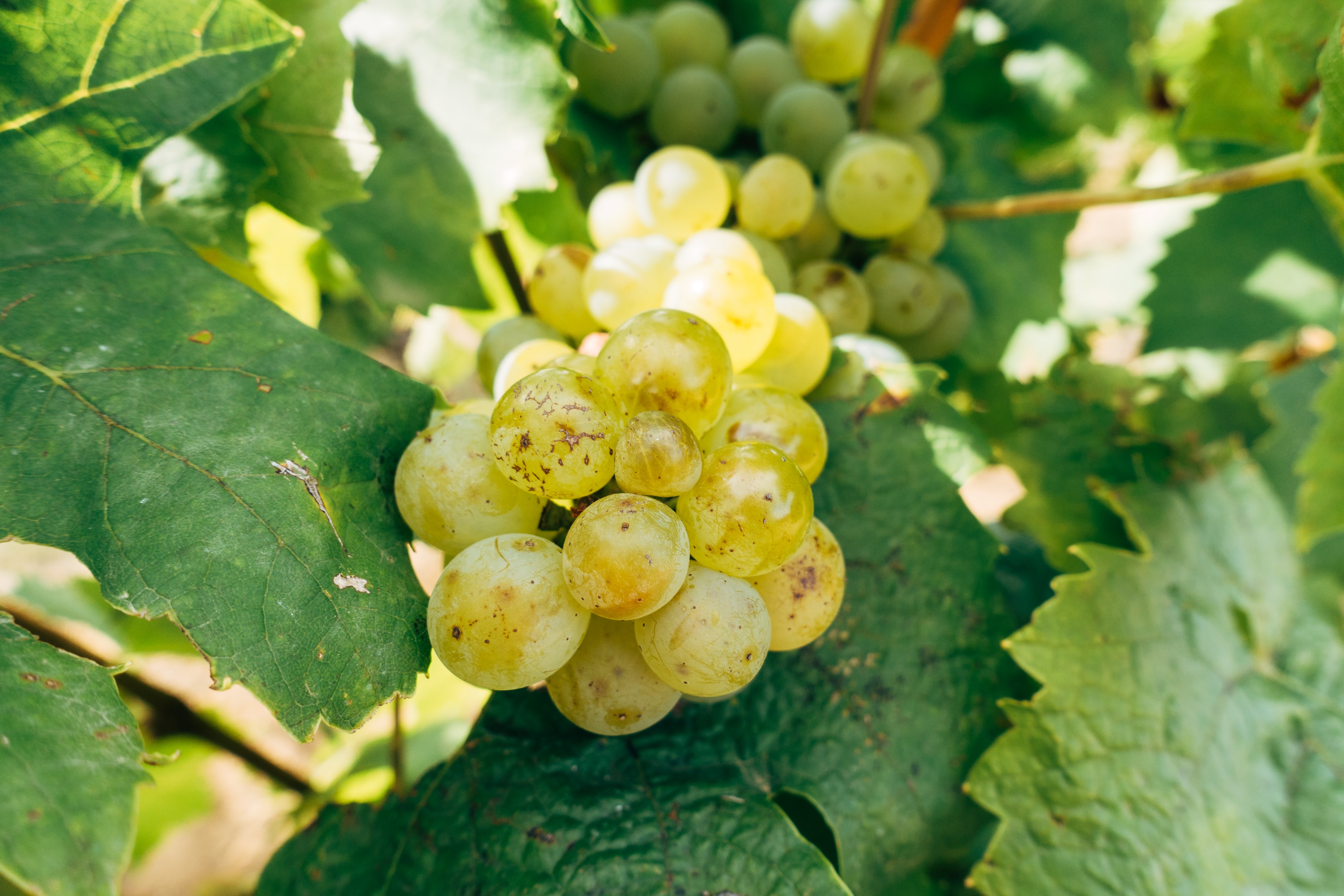 white grapes wines bordeaux