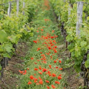 Vignes Coquelicots Nature