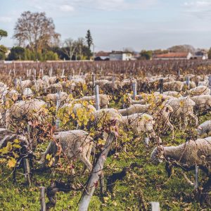 Vignes Moutons Nature