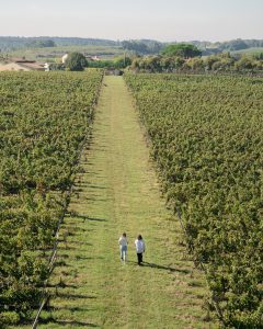 Vignes du Château Reignac