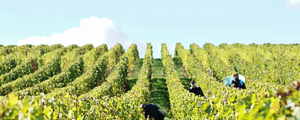 Bordeaux wine harvest – a quick guide