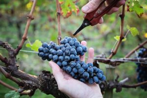 Vendanges-Raisins-Vins-Rouges