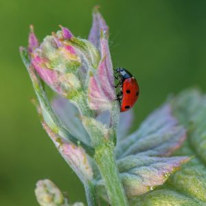 Nature-Faune-Biodiversité-Vignes