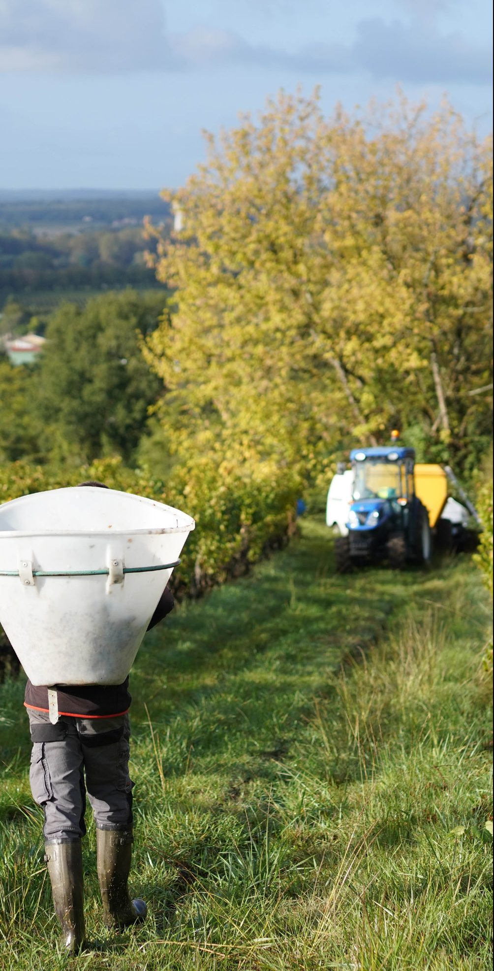 Wine harvesting