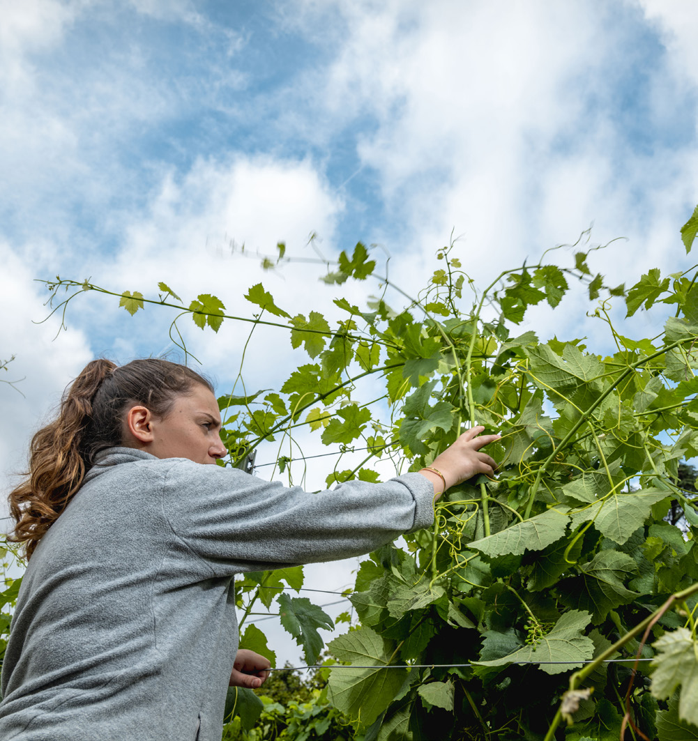 Winegrower checking his vines