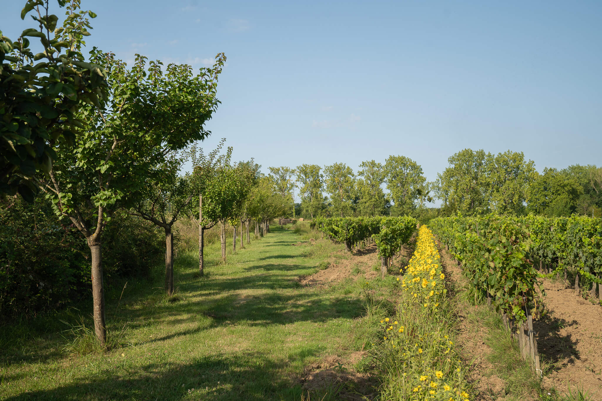 Agroforestry and the vineyards of Bordeaux – 6 things to know