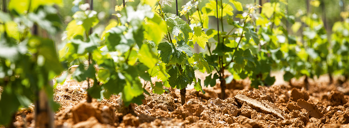 Nachhaltigkeit im Weinbau – Eine natürliche Quelle unter dem Weinkeller