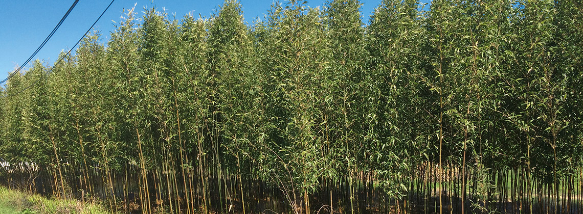Was macht ein Bambusgarten neben Weinreben?