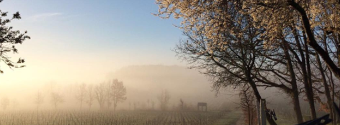 En direct des vignes : on célèbre l’arrivée du printemps !