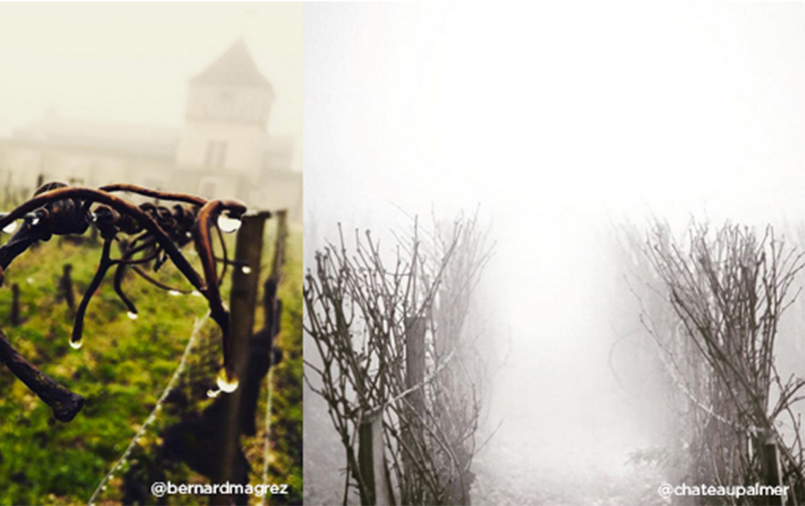 Les coulisses du vignoble