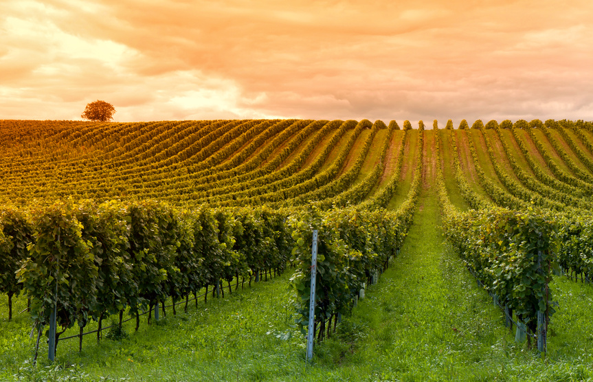 Oenotourisme au coeur des vignobles bordelais