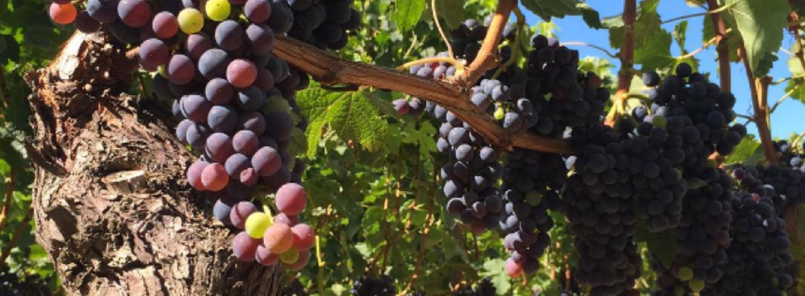 Pendant ce temps, dans nos vignes