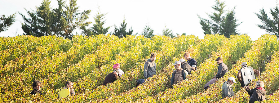 Guide pratique des vendanges