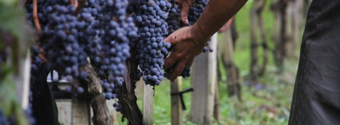 A day in the life of a Biac Grape during harvest
