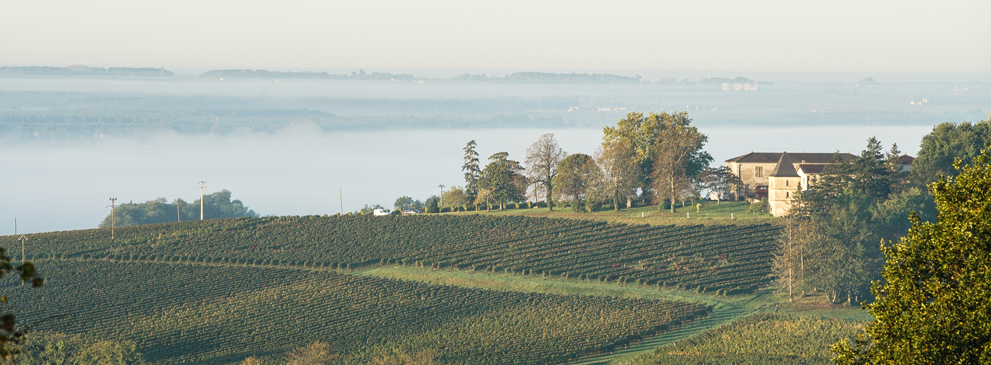 Bordeaux’s organic wines