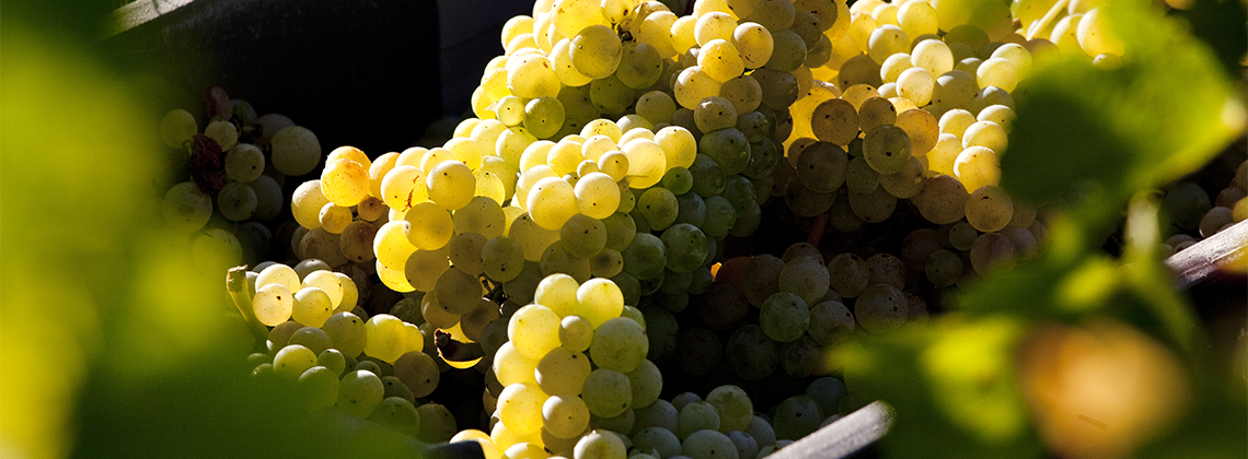 Bordeaux Harvest 2016: Even bigger than the last