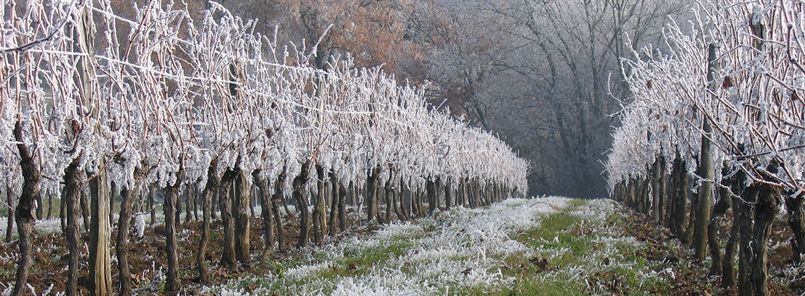 What happens to Bordeaux’s vineyards in winter?