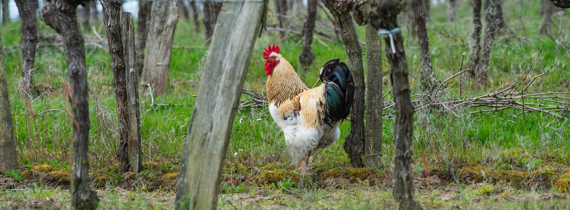 Animals in the vineyard