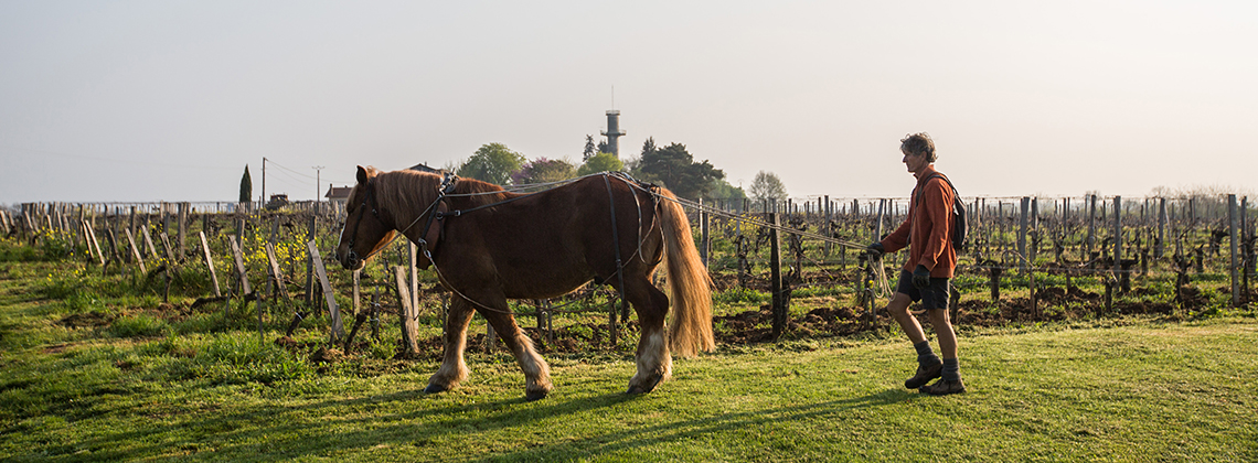 Equine Decavaillonnage: A Biodynamic Revolution