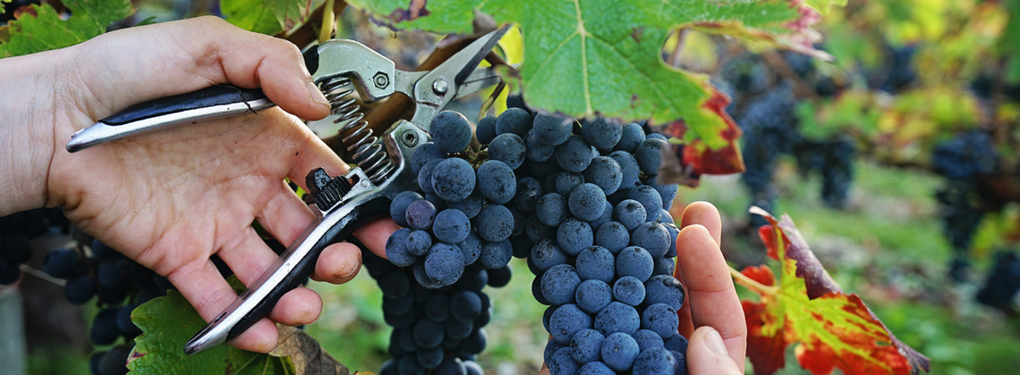 Harvest time in Bordeaux