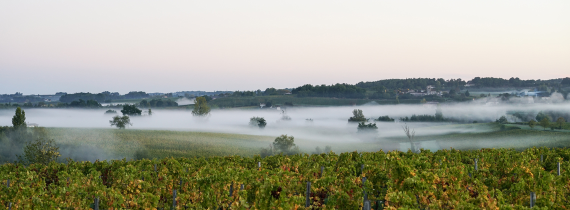 The Secrets of Sauternes !