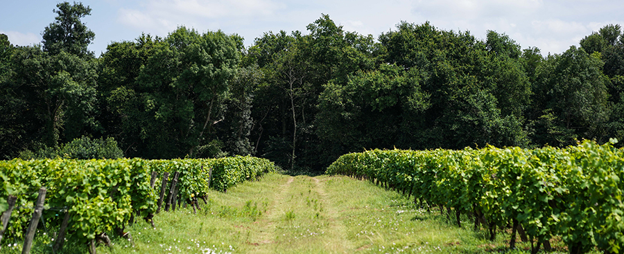 L’été dans les vignes