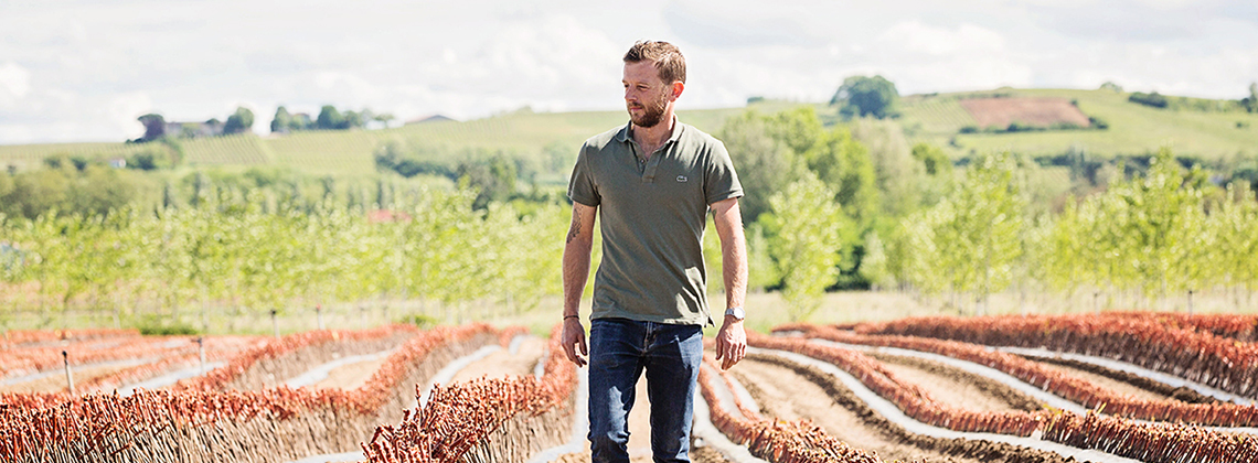 La naissance d’une vigne Bordelaise