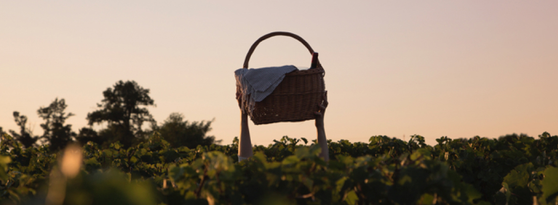 Le Médoc et les Graves