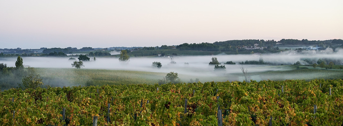 Le secret des Sauternes