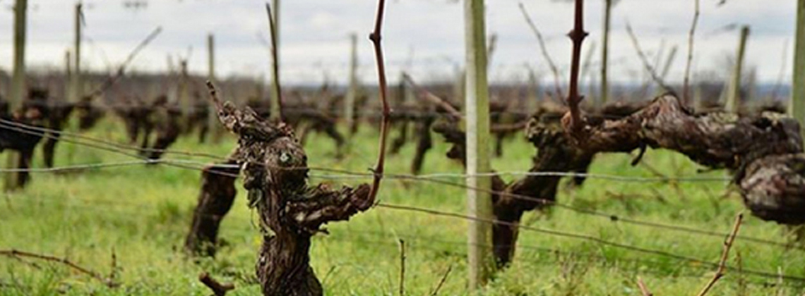 Les coulisses du vignoble