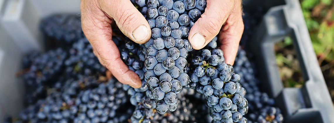 Petit manuel des vendanges