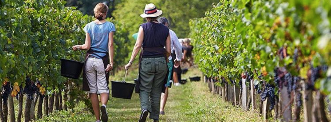 La concrétisation d’une année de travail pour nos vignerons