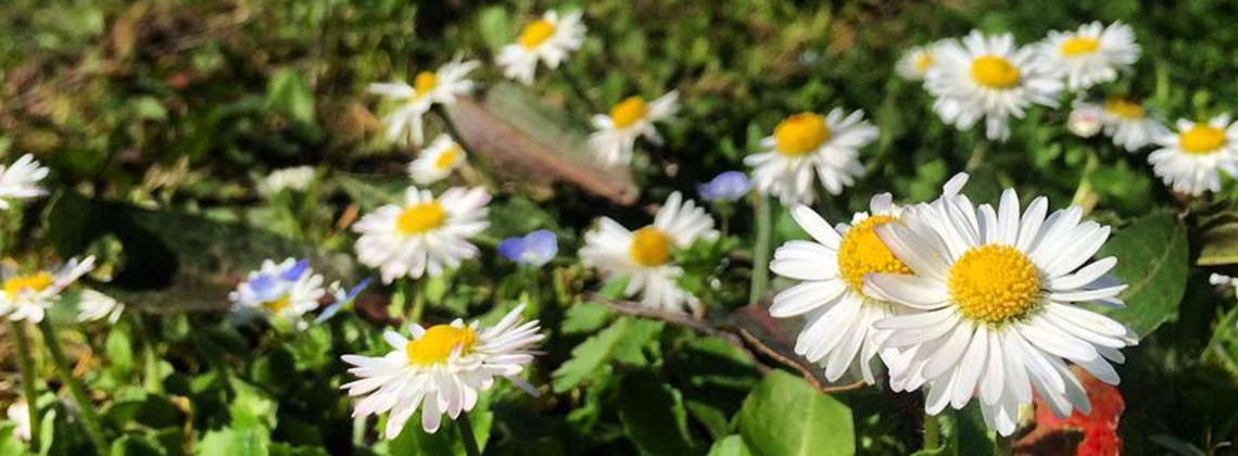 En direct des vignes : une nouvelle vie commence…