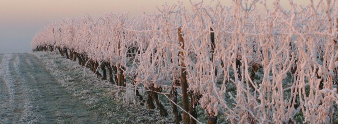 En direct des vignes : le givre étend son manteau blanc sur le vignoble bordelais…