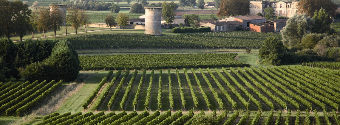 Un été au milieu des vignes….