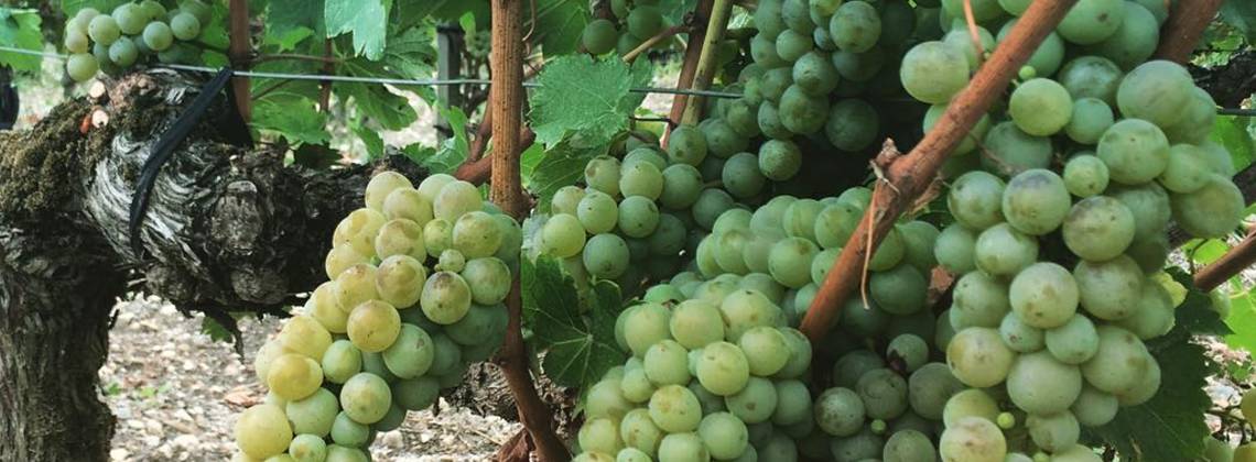 En direct des vignes : c’est parti pour les vendanges des blancs !