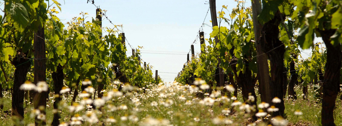 L’engagement de toute une filière, de la vigne aux consommateurs