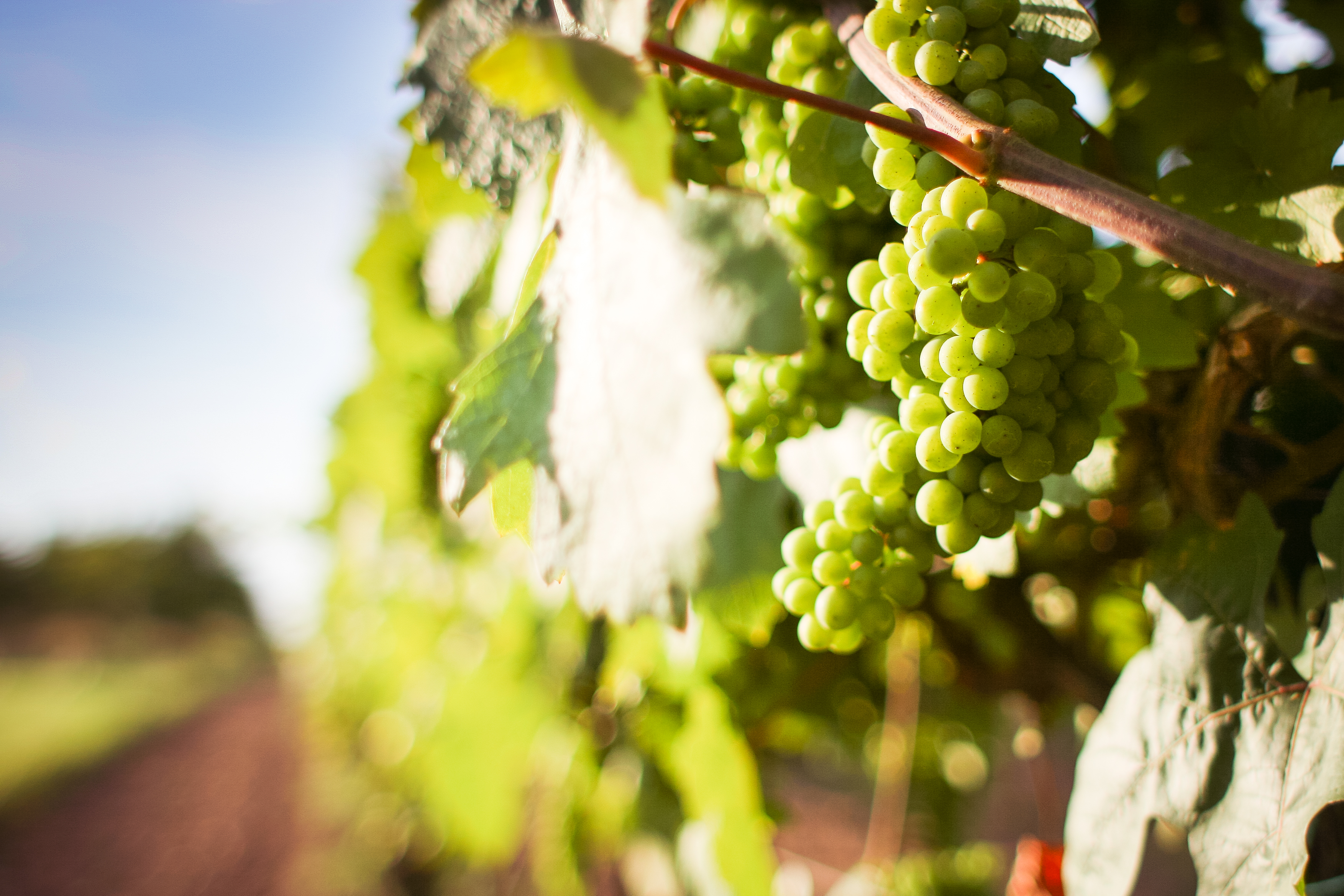 LES VINS BLANCS SECS DE L’ÉTÉ