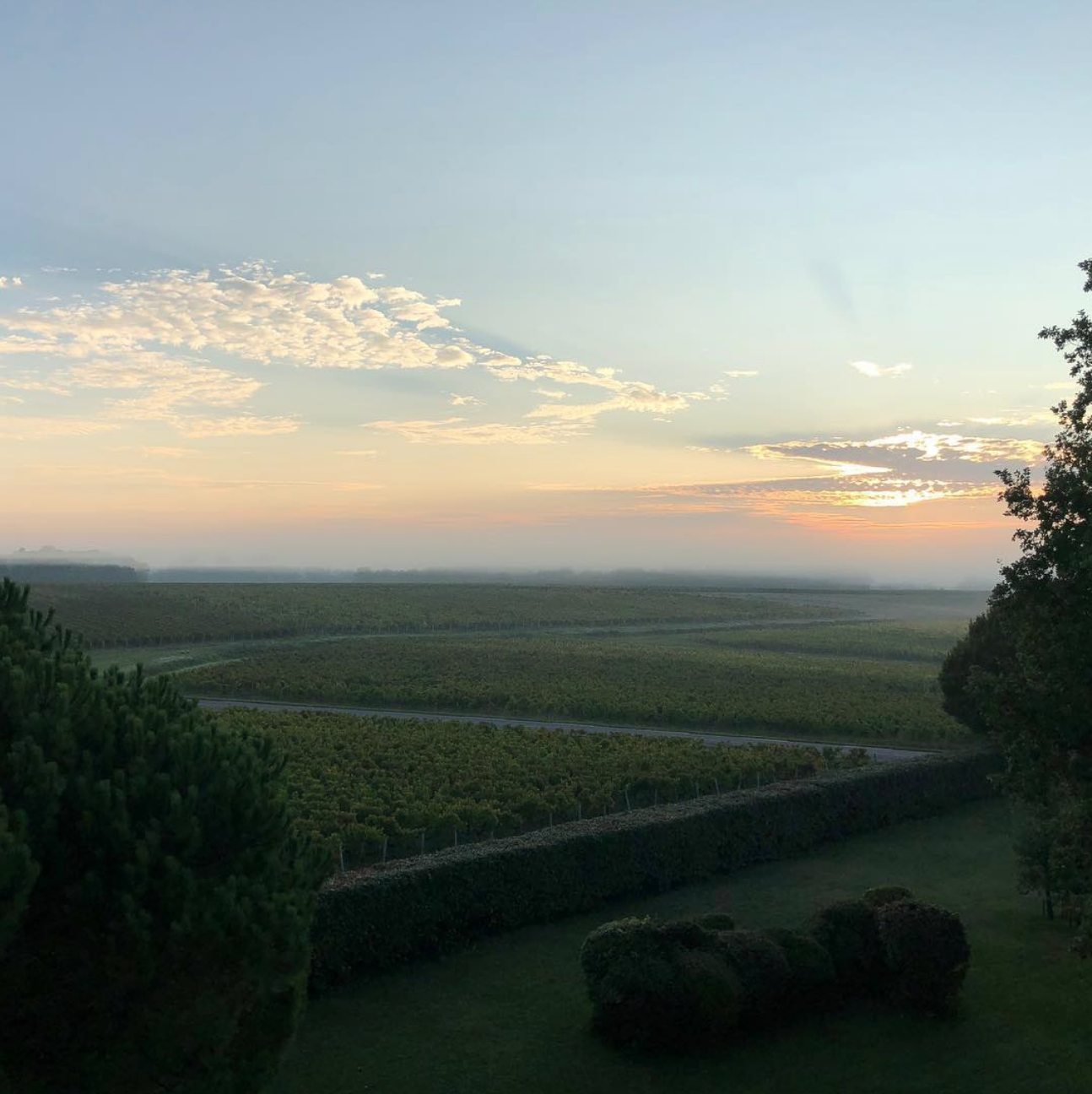 Vignes-Châteaux-Vins-Bordeaux