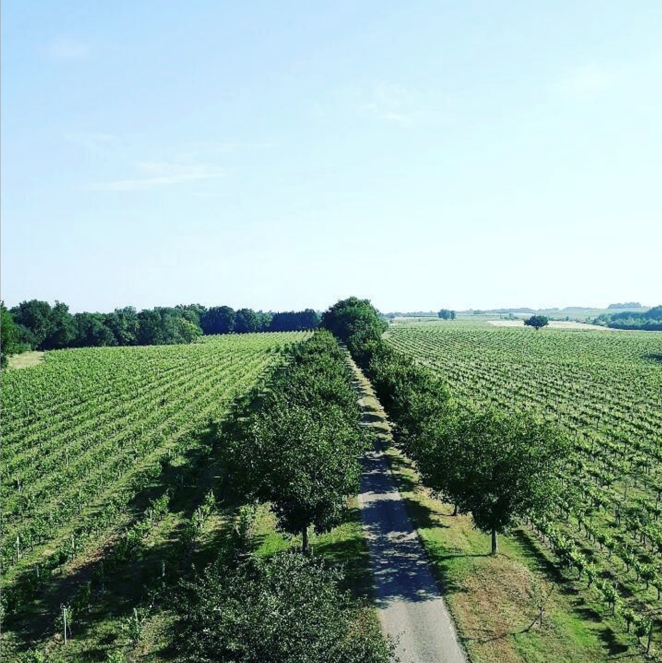 Vignes-Châteaux-Chais-Bordeaux